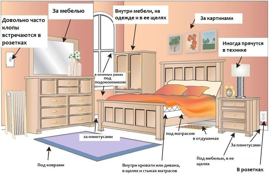 Места, где могут прятаться клопы в квартире